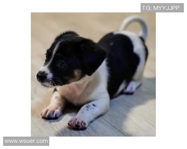 足球明星家的小狗与明星生活的趣味日常探秘